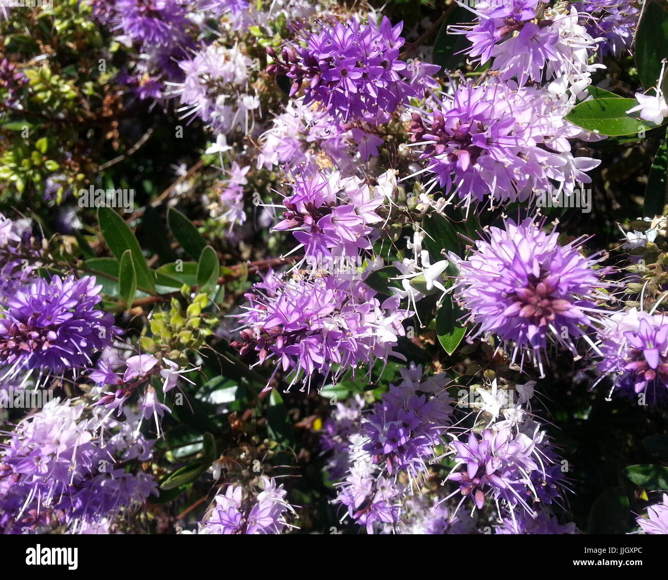 Close Up Photograph of Green Leaves Stock Photo - Alamy