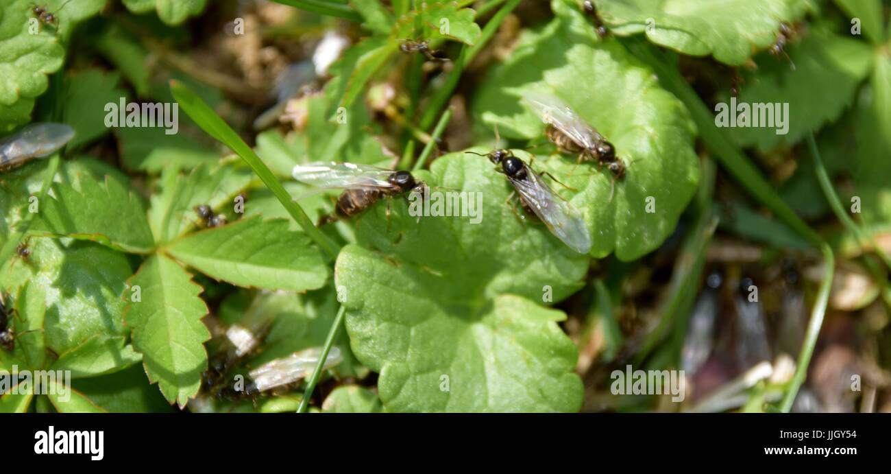 flying ant day, flying ants, flying formicidae Stock Photo
