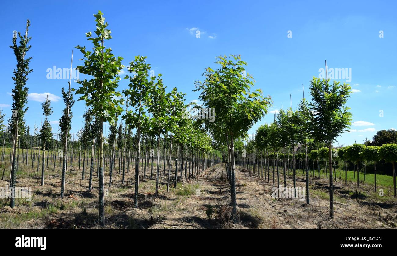 tree nursery, plant nursery Stock Photo Alamy