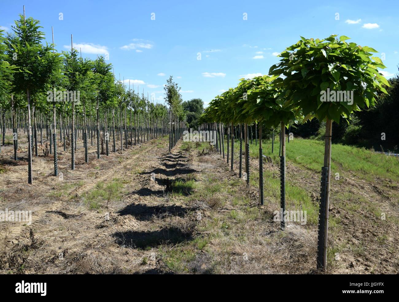 tree nursery, plant nursery Stock Photo Alamy