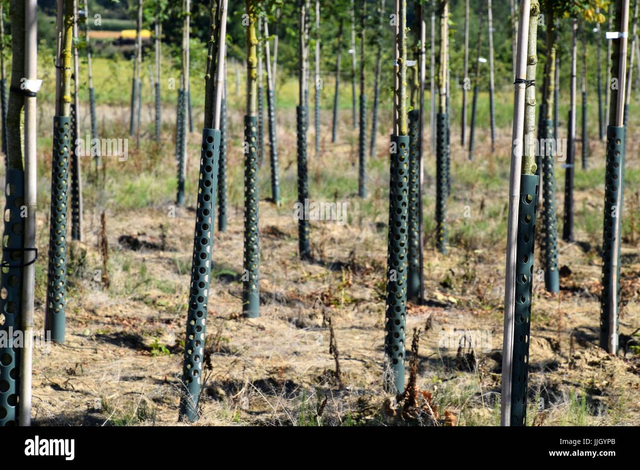 tree nursery, plant nursery Stock Photo Alamy