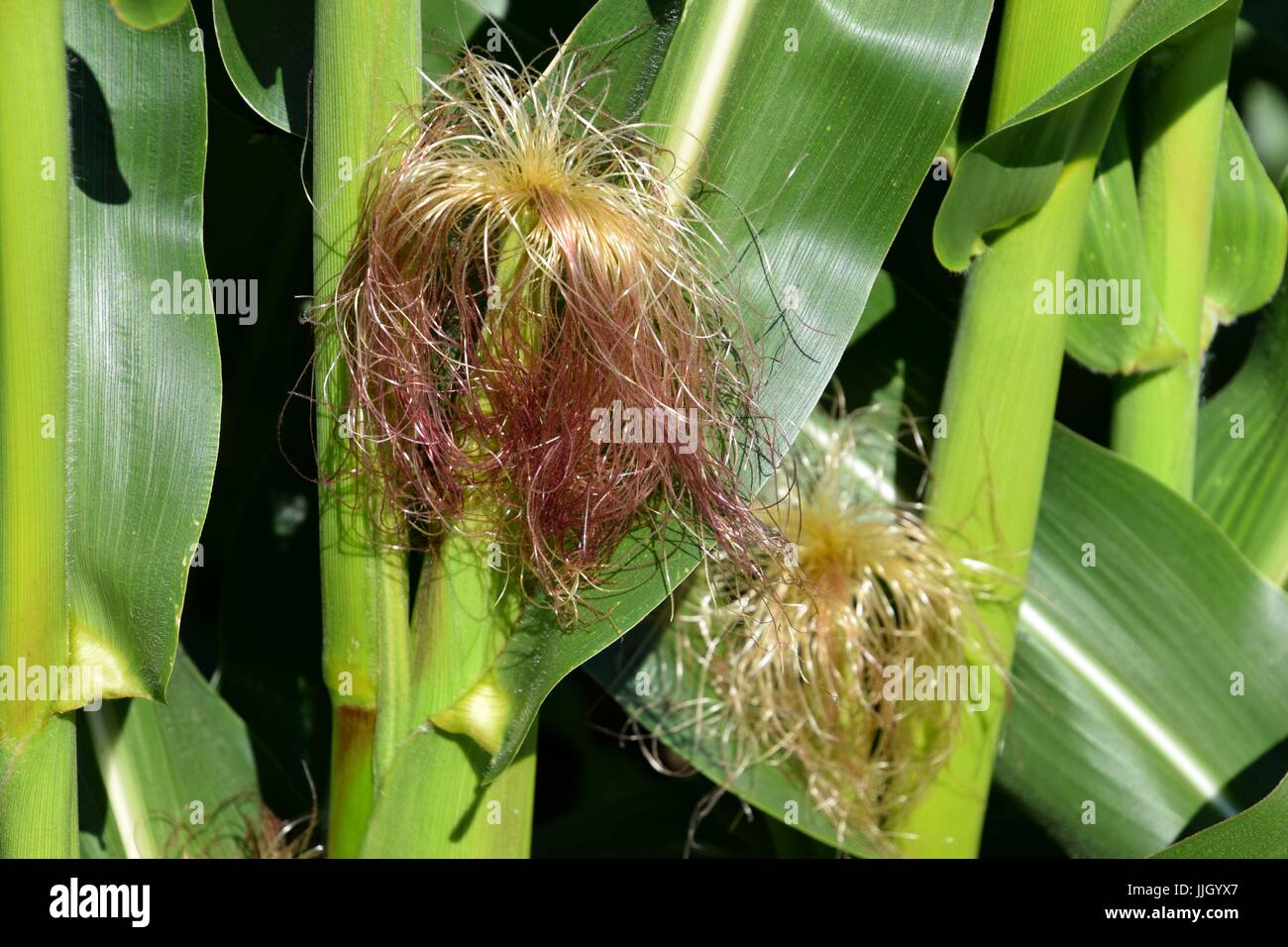 maize field in bavaria, maize with hairs, zea in germany, mealie Stock