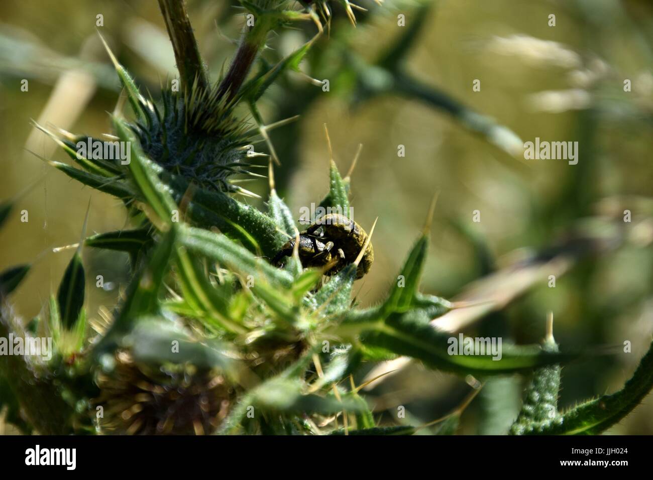 silybum marianum  with weevils and brachycera Stock Photo