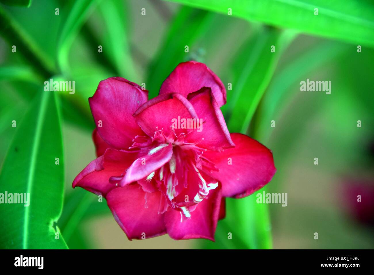 red flower of nerium