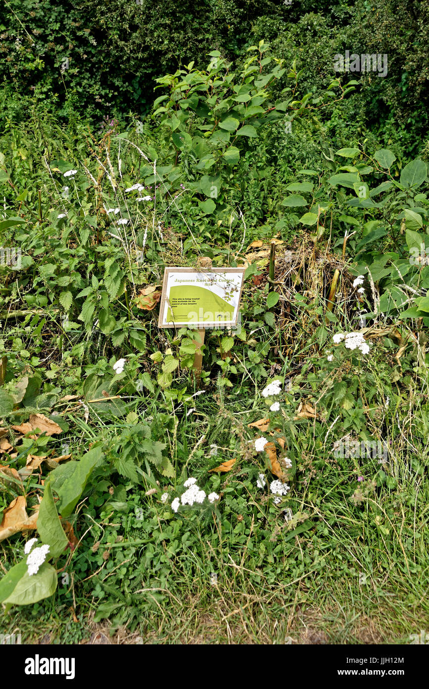 Japanese  knotweed growing along side control sign Stock Photo