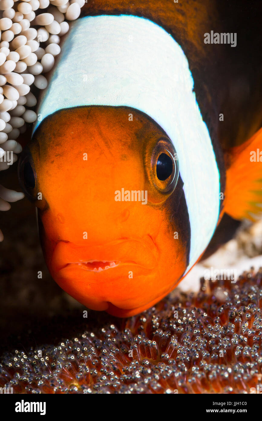An anemonefish watches carefully over her eggs in Anilao, Philippines. Stock Photo