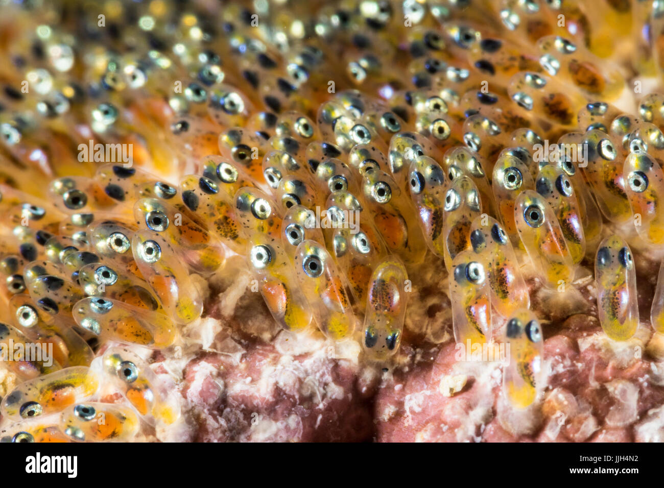 Clownfish eggs hires stock photography and images Alamy