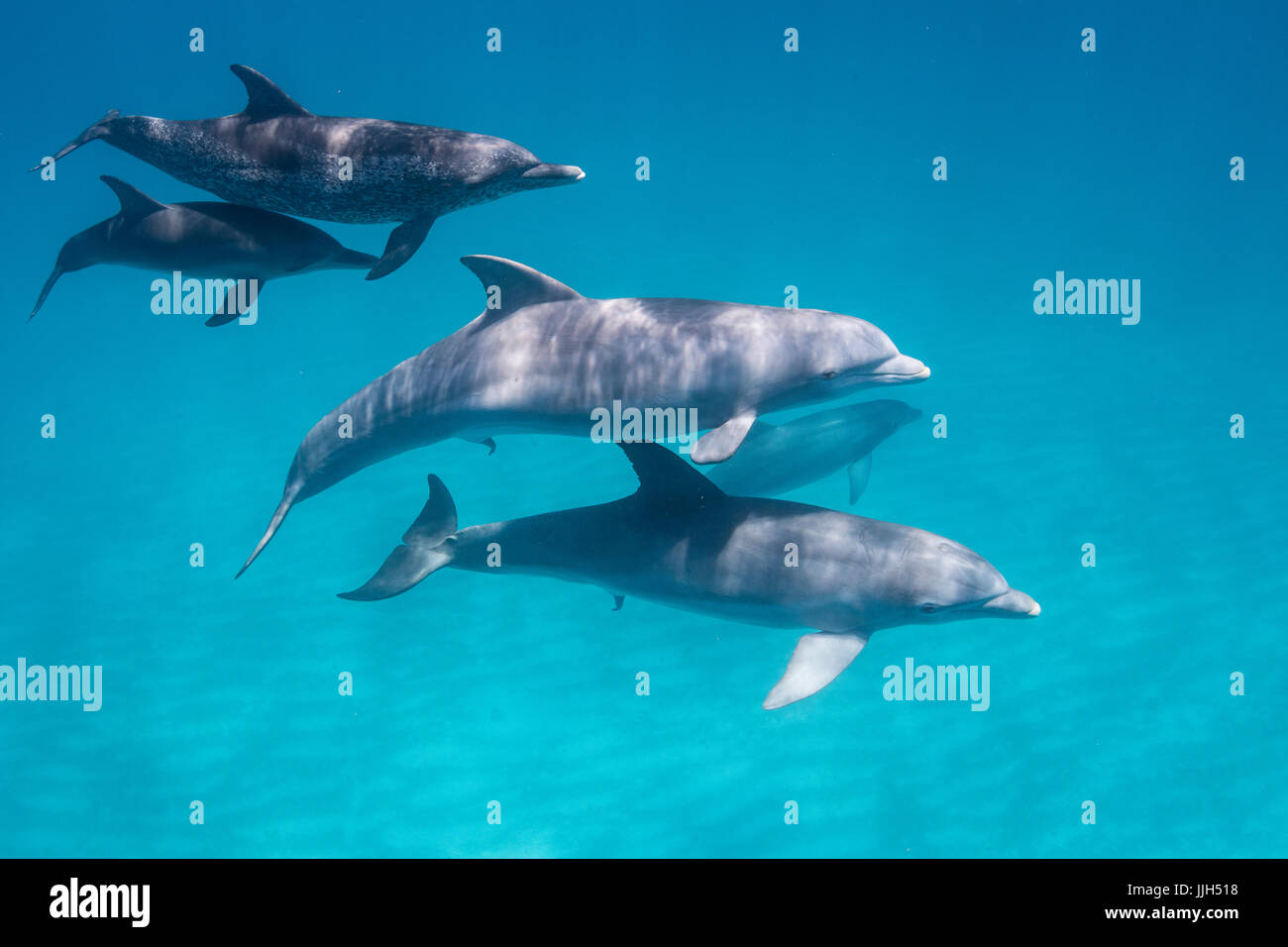 A mixed pod of Atlantic Spotted Dolphins and Bottlenose Dolphins swims  across a sand bank in the northern Bahamas Stock Photo - Alamy, image size:1300x956