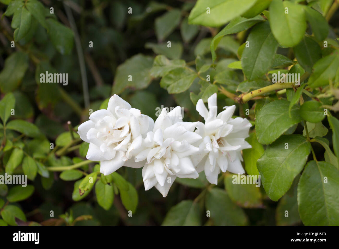 Budding white roses hi-res stock photography and images - Alamy