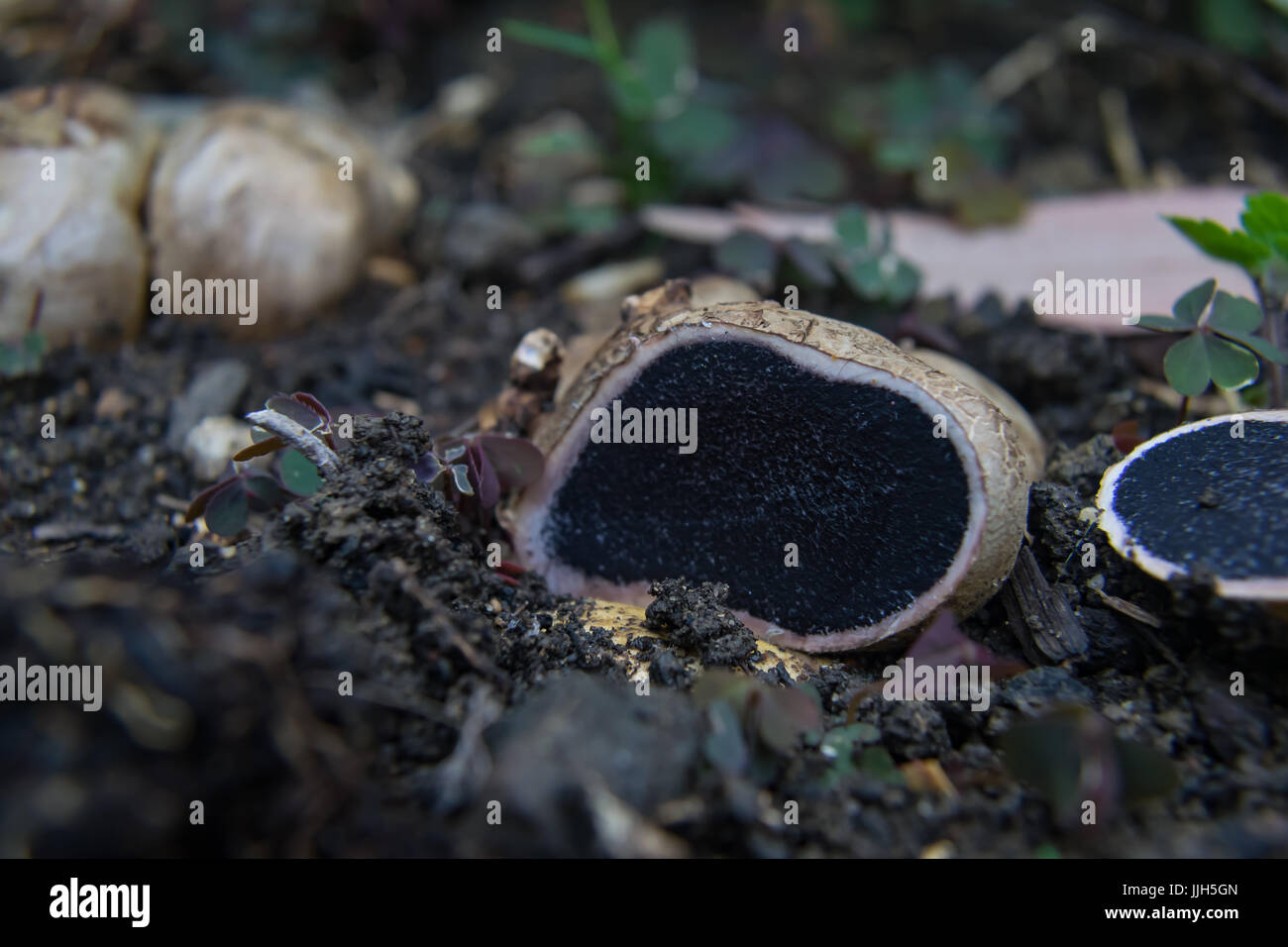fungi Stock Photo