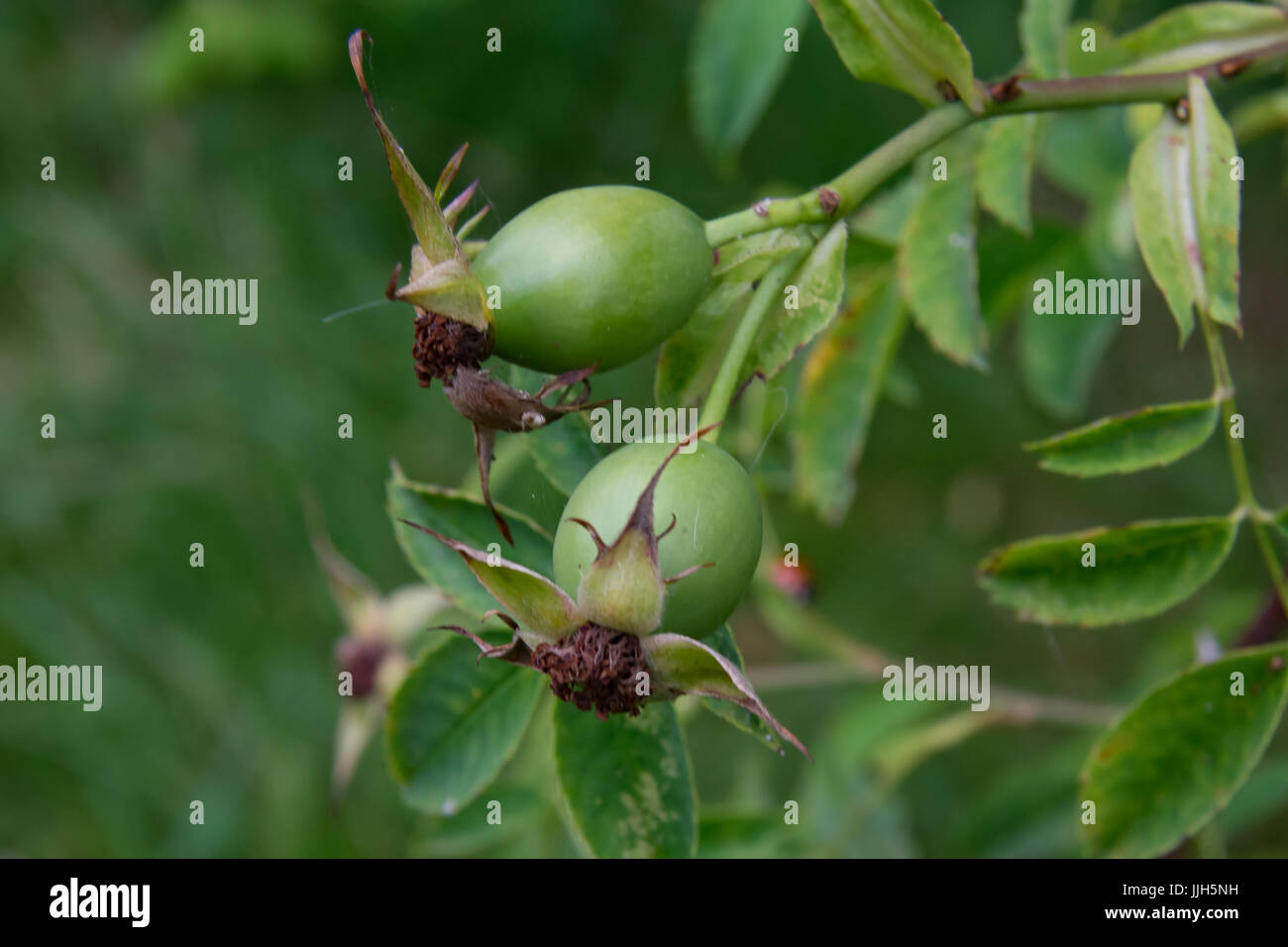 green rose hips Stock Photo Alamy