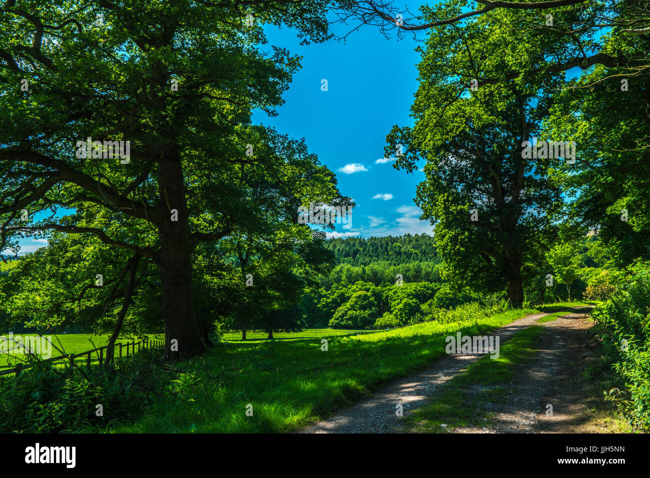 Path by a forest with tall trees. Stock Photo