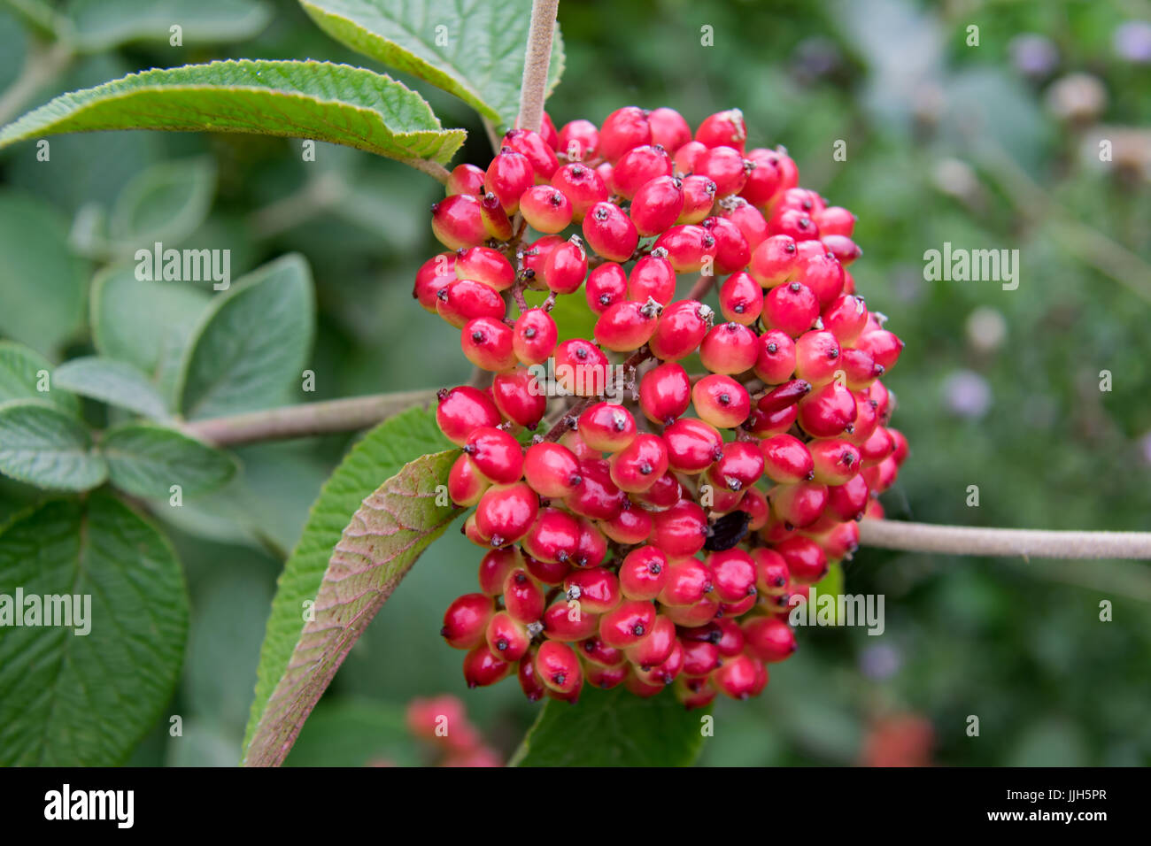 Red Snowball Big bunch of red berrys hi-res stock photography and images - Alamy