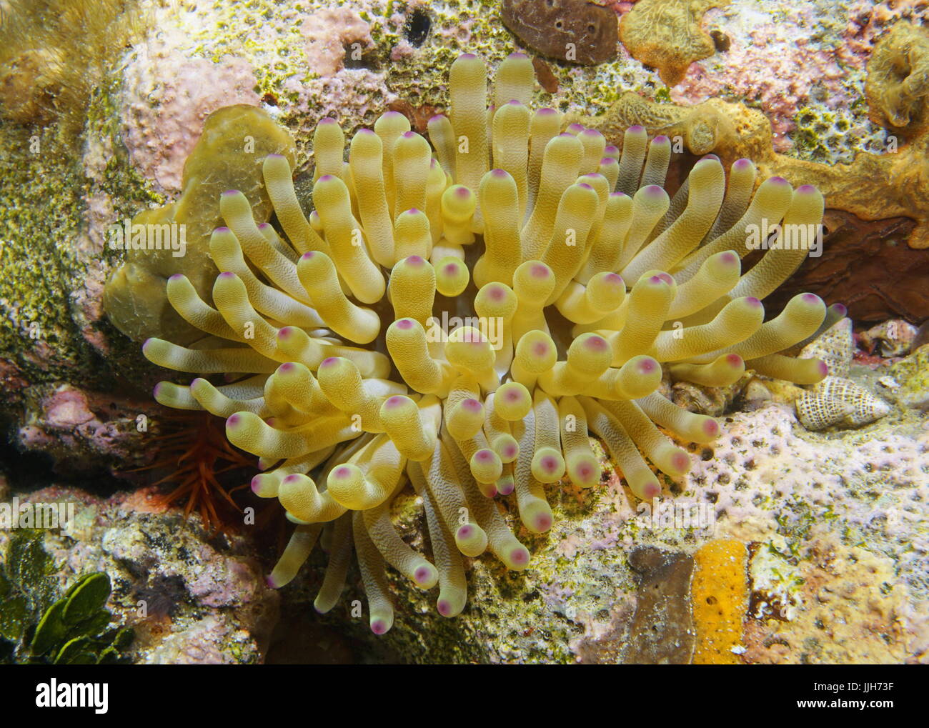 Marine life, a giant Caribbean sea anemone underwater, Condylactis gigantea, Cuba Stock Photo