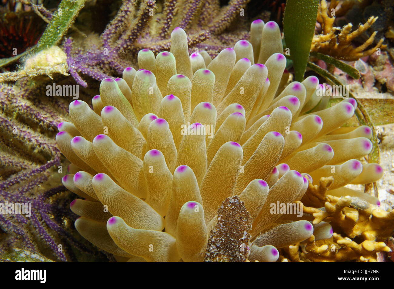 Close up of sea anemone tentacles, Condylactis gigantea, underwater in the Caribbean sea, Costa Rica Stock Photo