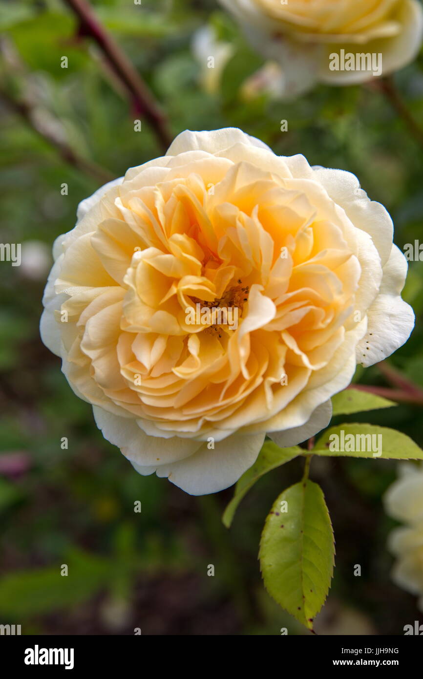 Blooming yellow English rose in the garden on a sunny day. David Austin Rose Stock Photo