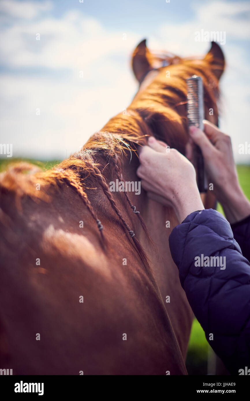 A young woman grooming her horse in a paddock. Stock Photo