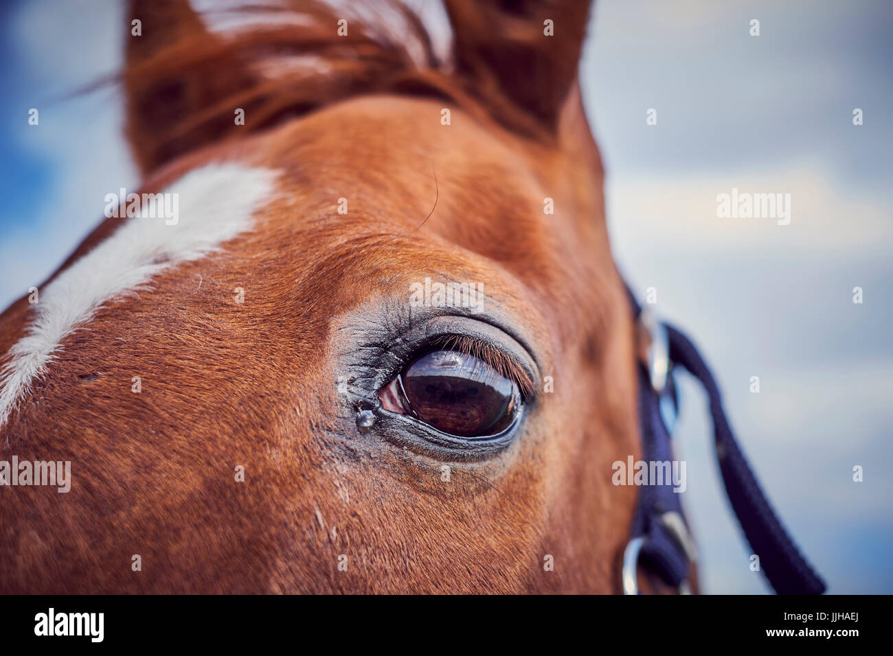 Detail of a horse's eye. Stock Photo