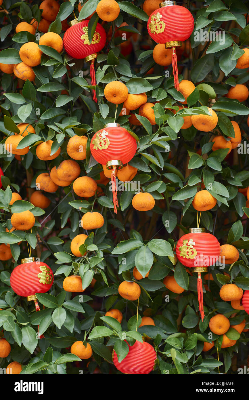 Red lanterns on a mandarin tree - Dafo Temple (also Big Buddha Temple) - Guangzhou, China Stock Photo