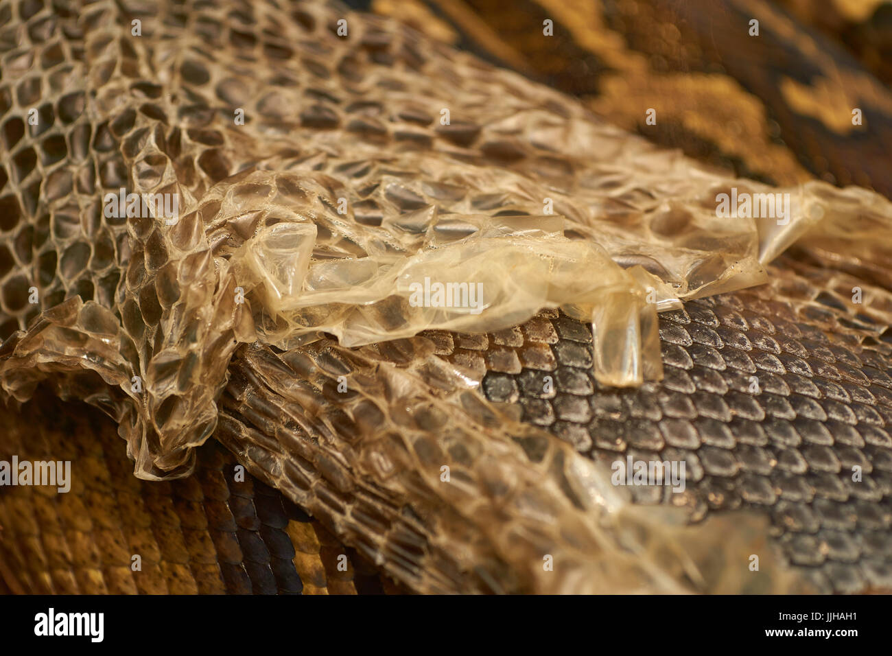Shed snake skin closeup Stock Photo