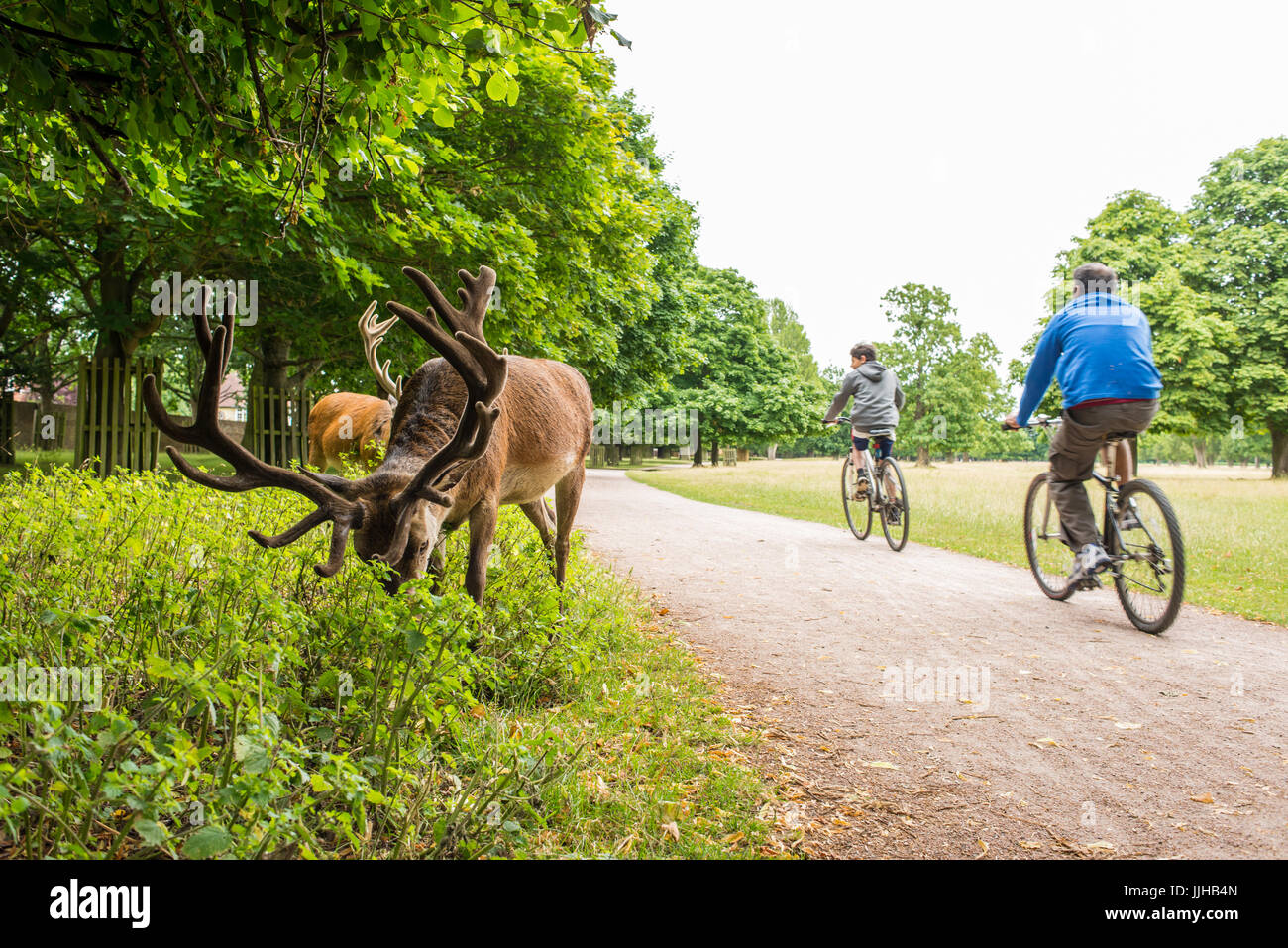 Richmond, London, UK - July 2017: Two cyclists cycling on a path next to red deers feeding on a grass meadow in Bushy park. Stock Photo