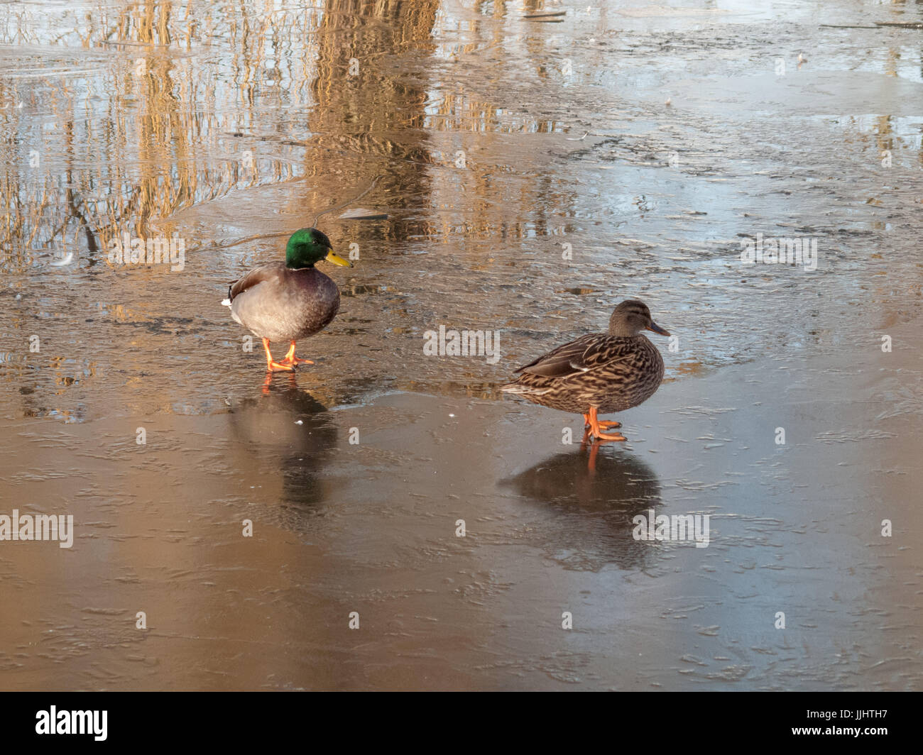 Over ducks hi-res stock photography and images - Alamy