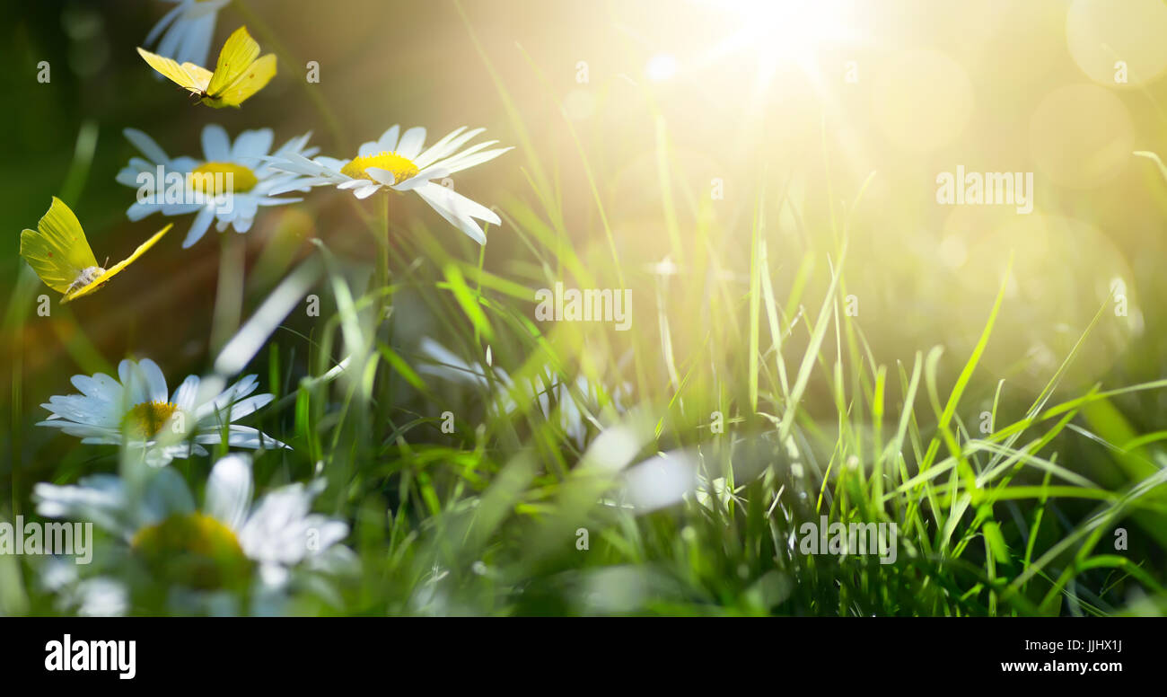 art abstract spring background or summer background with fresh flowers ...
