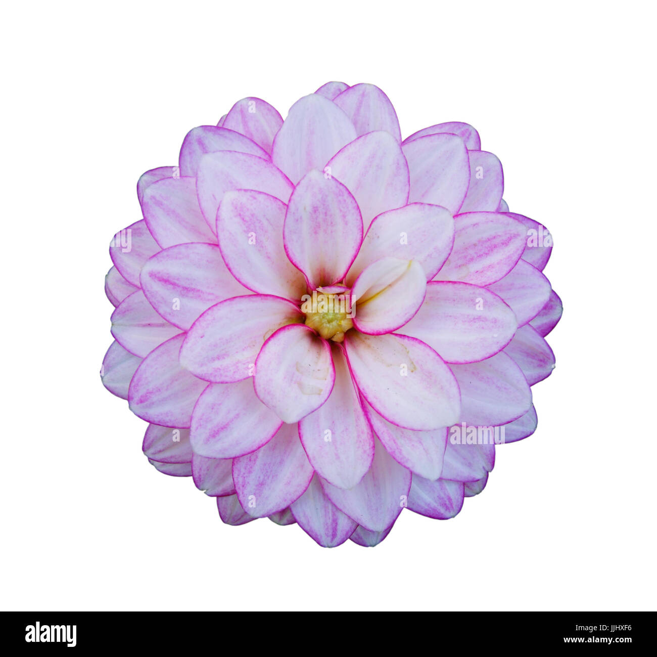 Flower of pink dahlia, isolated on white closeup Stock Photo - Alamy