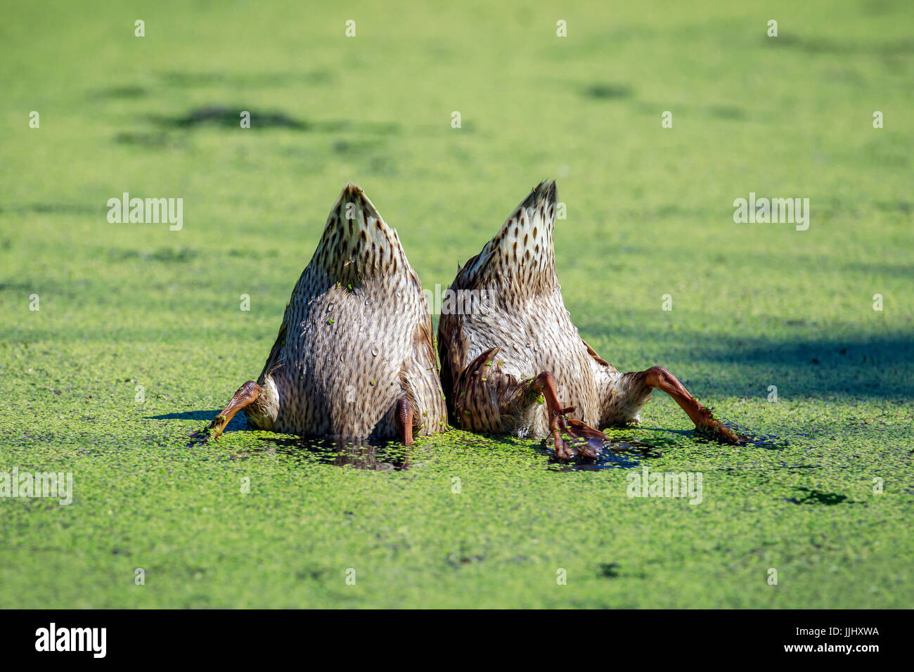 A pair of dabbling ducks feeding or tipping. Stock Photo