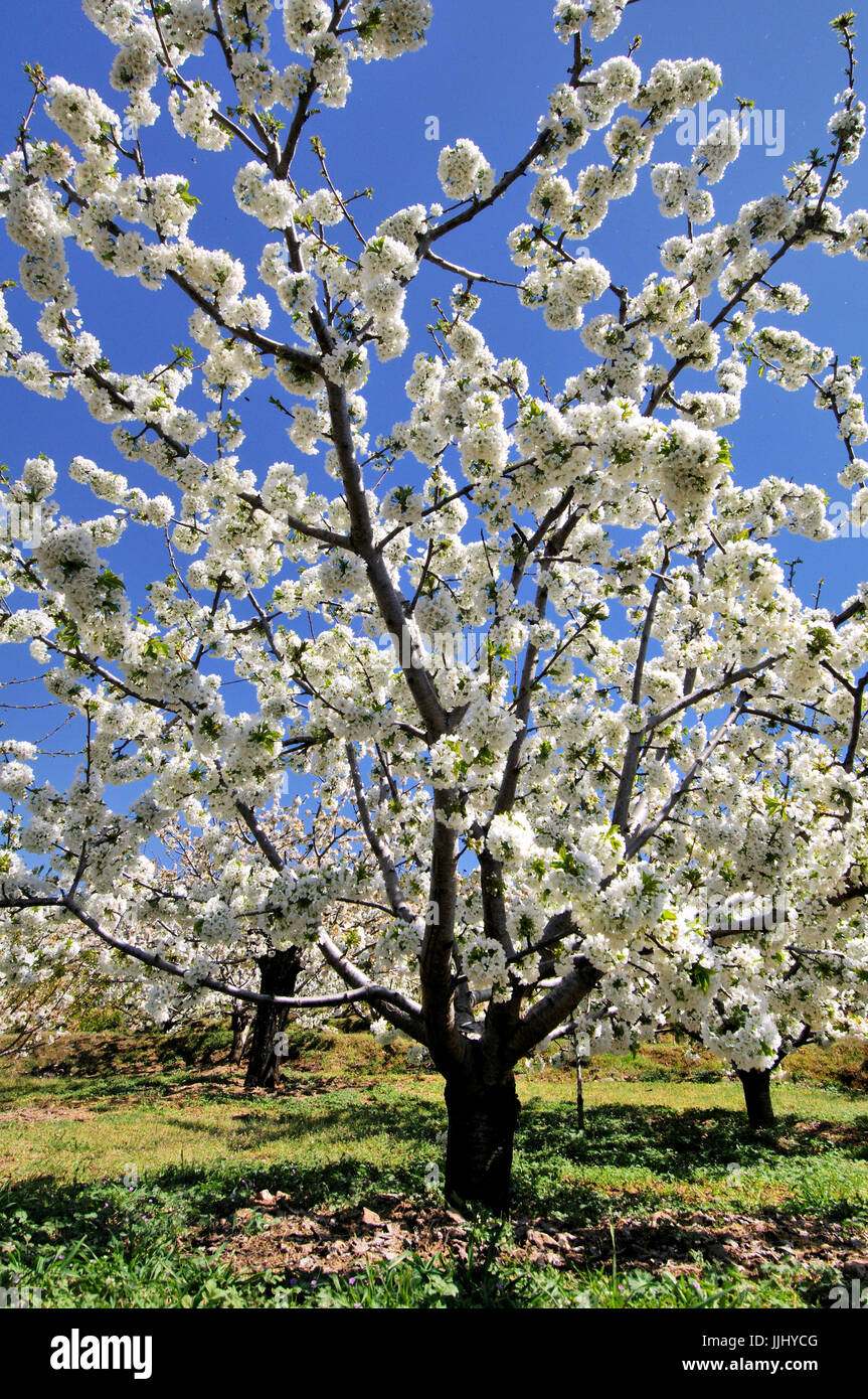 Cherry blossoms in jerte hi-res stock photography and images - Alamy