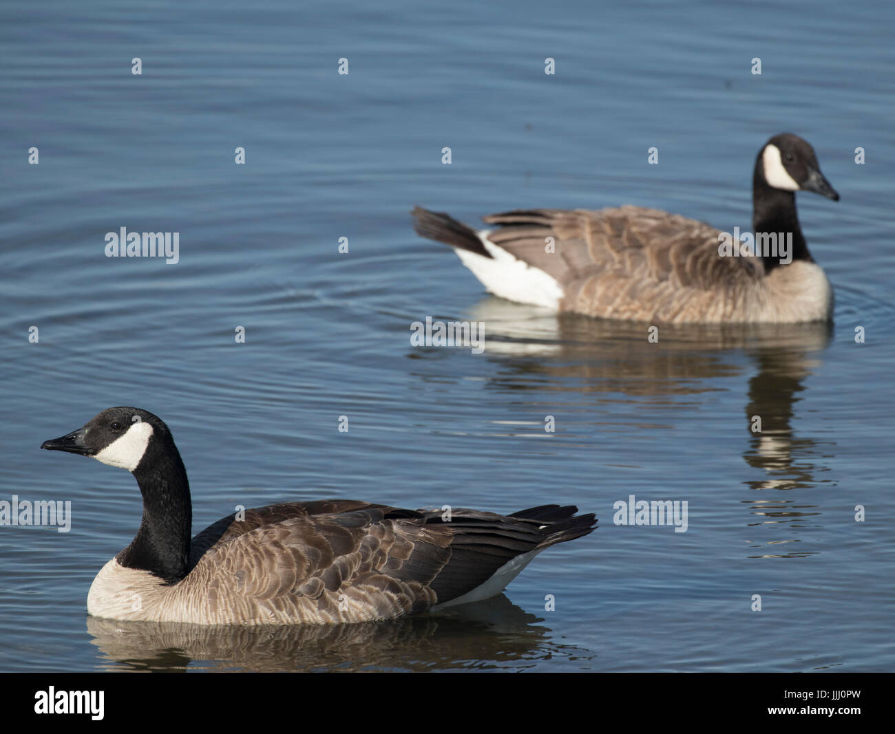 Canada Goose, Tri-Cities, Washington, USA Stock Photo
