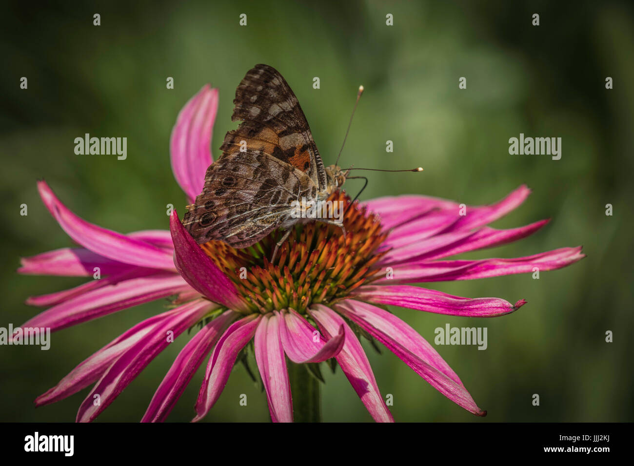 Close up of a butterfly on a flower Stock Photo