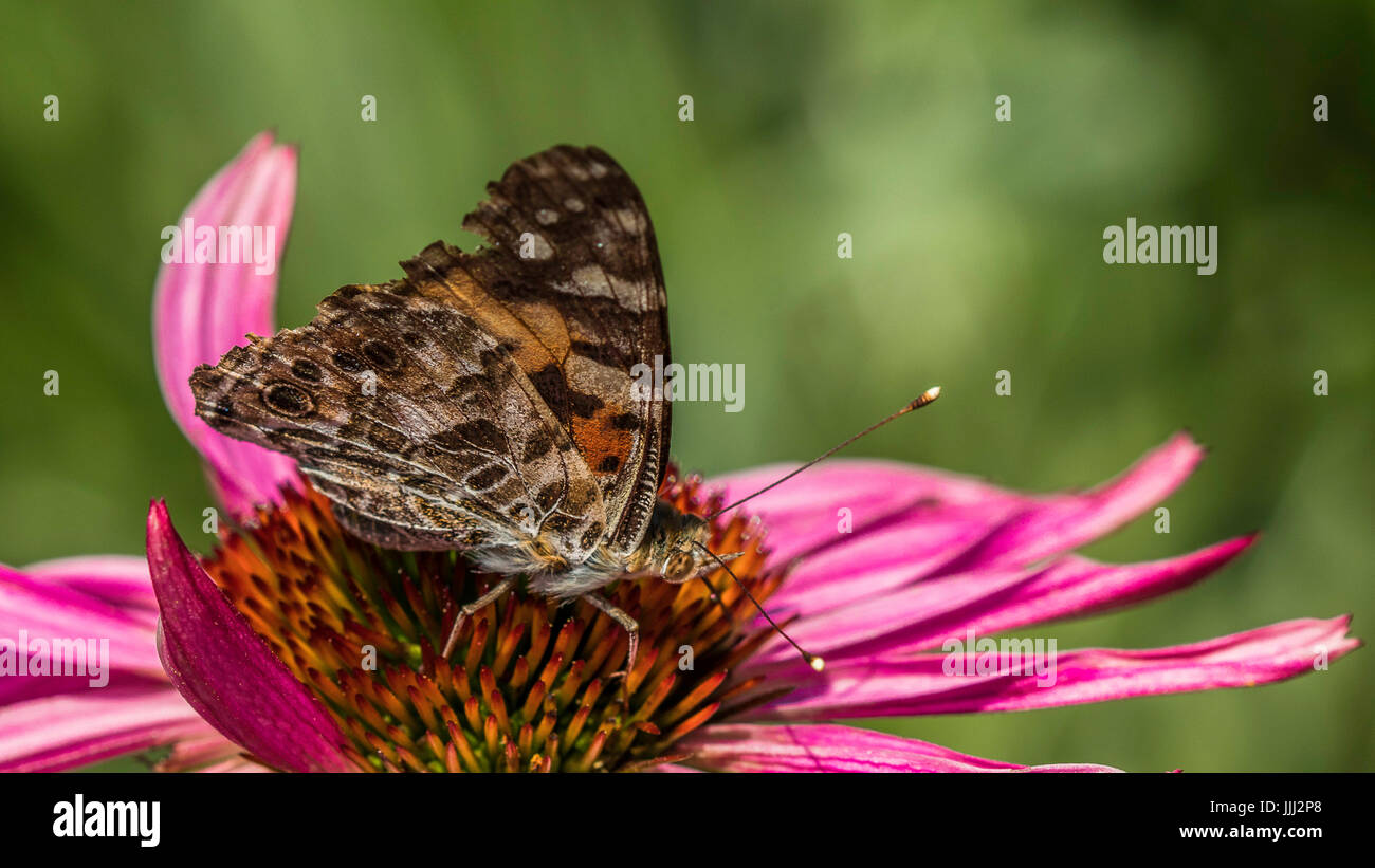 Close up of a butterfly on a flower Stock Photo