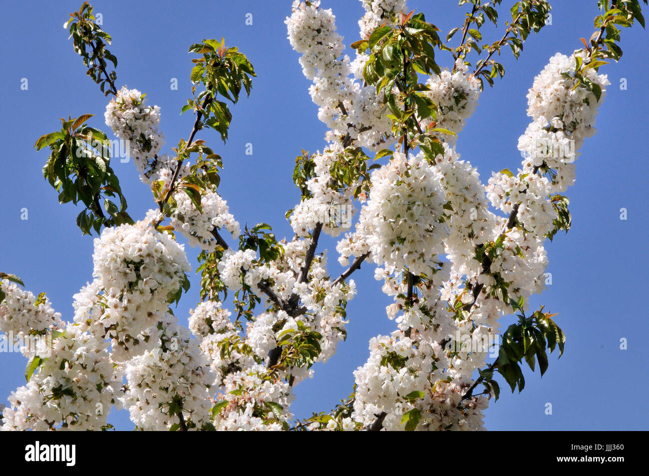 Cherry jerte valley hi-res stock photography and images - Alamy