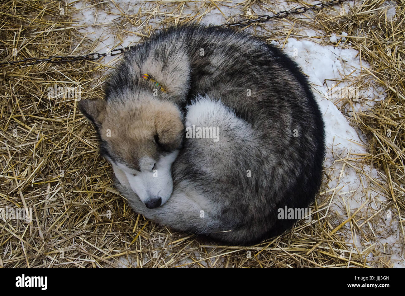Is Straw Ok For Dog Bedding
