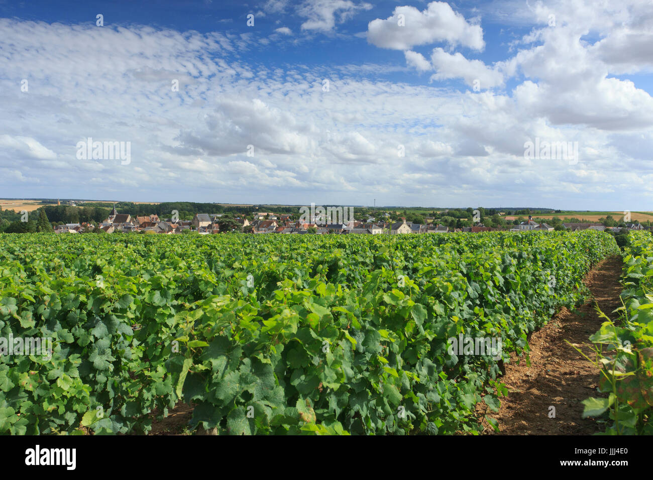 France, Indre (36), Reuilly, vue du village et de son vignoble (AOC Reuilly) // France, Indre, Reuilly, the village and the vineyard Stock Photo