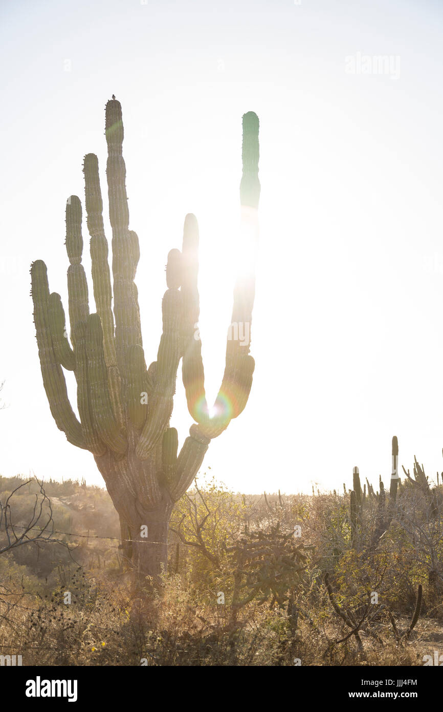 Cactus in cabo san lucas hires stock photography and images Alamy
