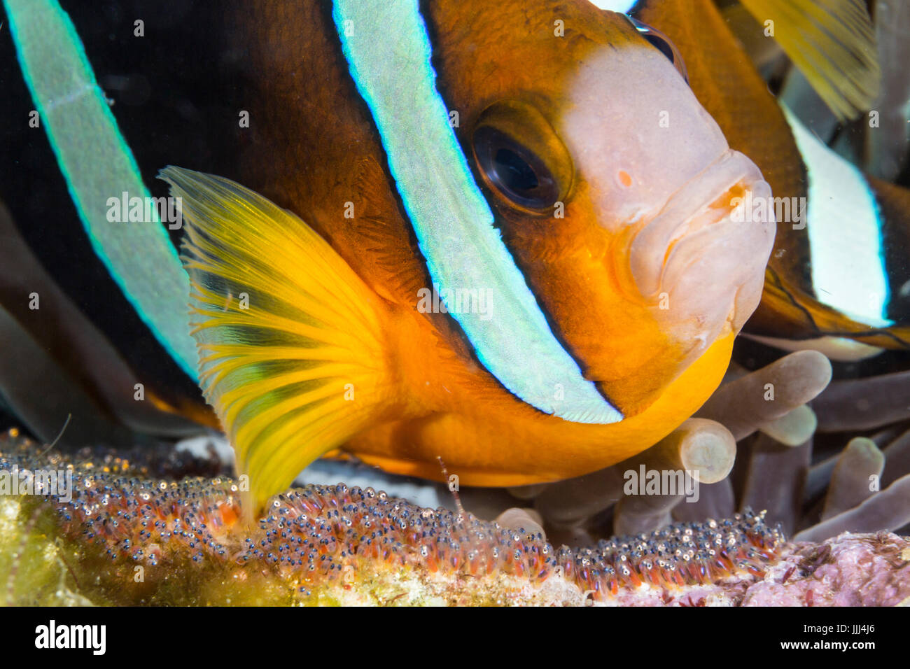An anemonefish oxygenates her eggs by moving water across then with a pectoral fin. Photographed in Anilao, Philippines. Stock Photo