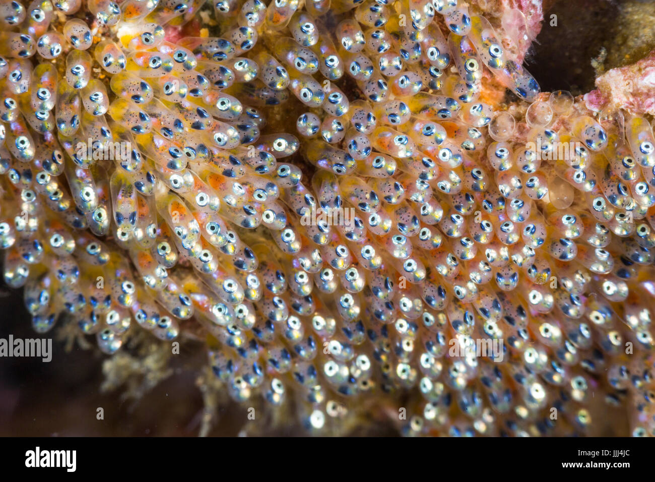 Nemo egg hires stock photography and images Alamy