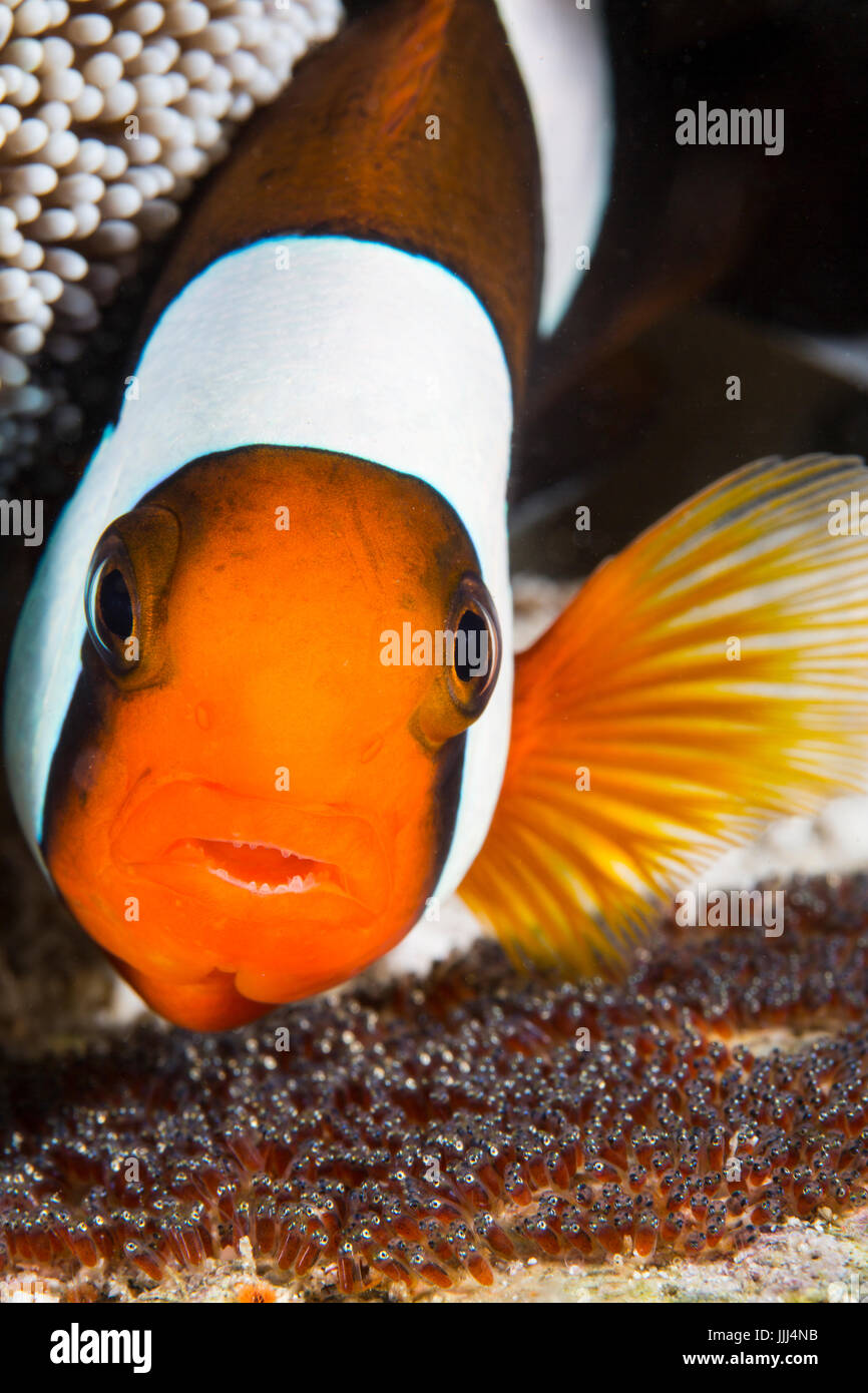 An anemonefish oxygenates its eggs by moving water across then with a pectoral fin. Photographed in Anilao, Philippines. Stock Photo