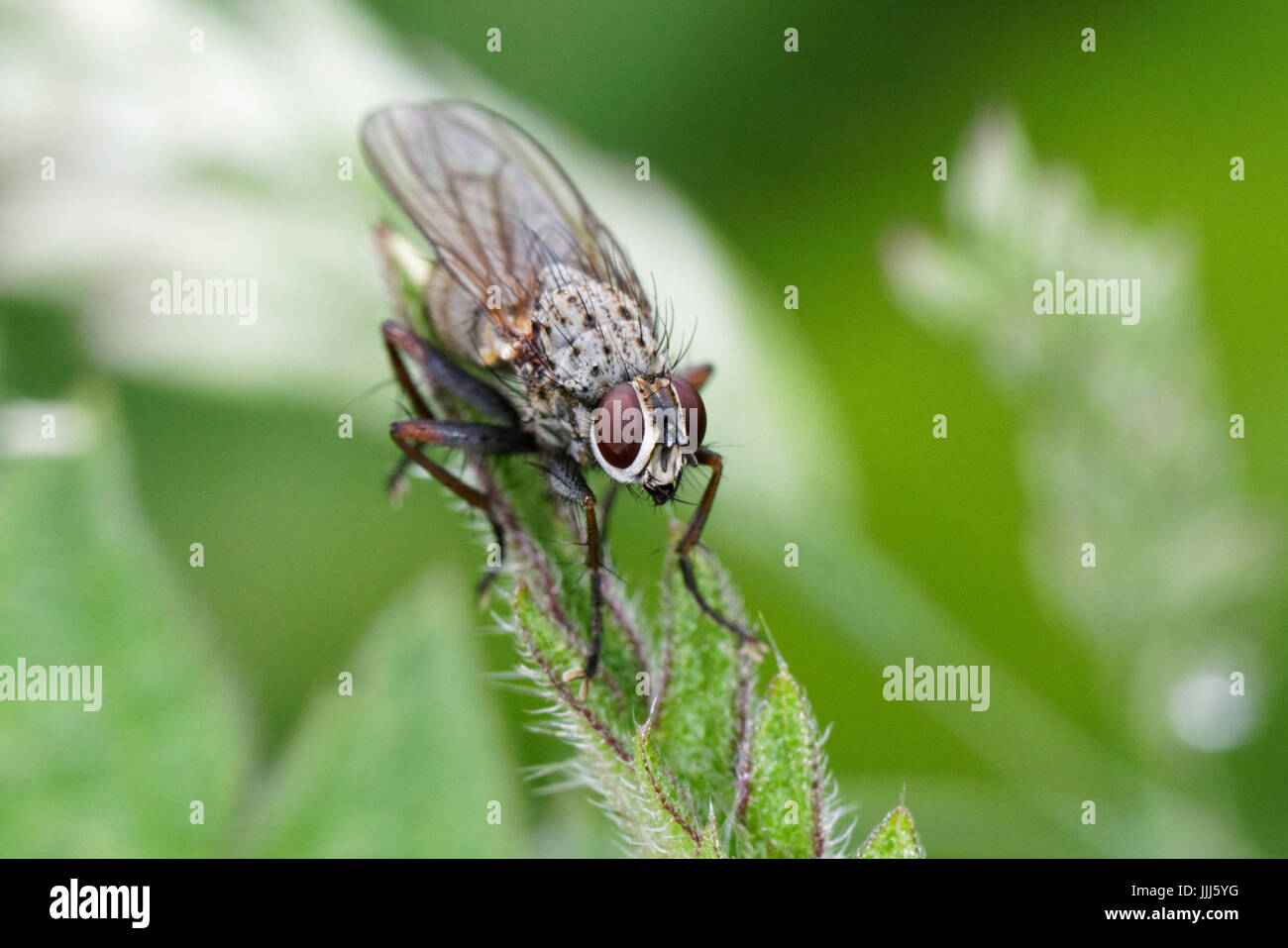 A small fly Stock Photo - Alamy