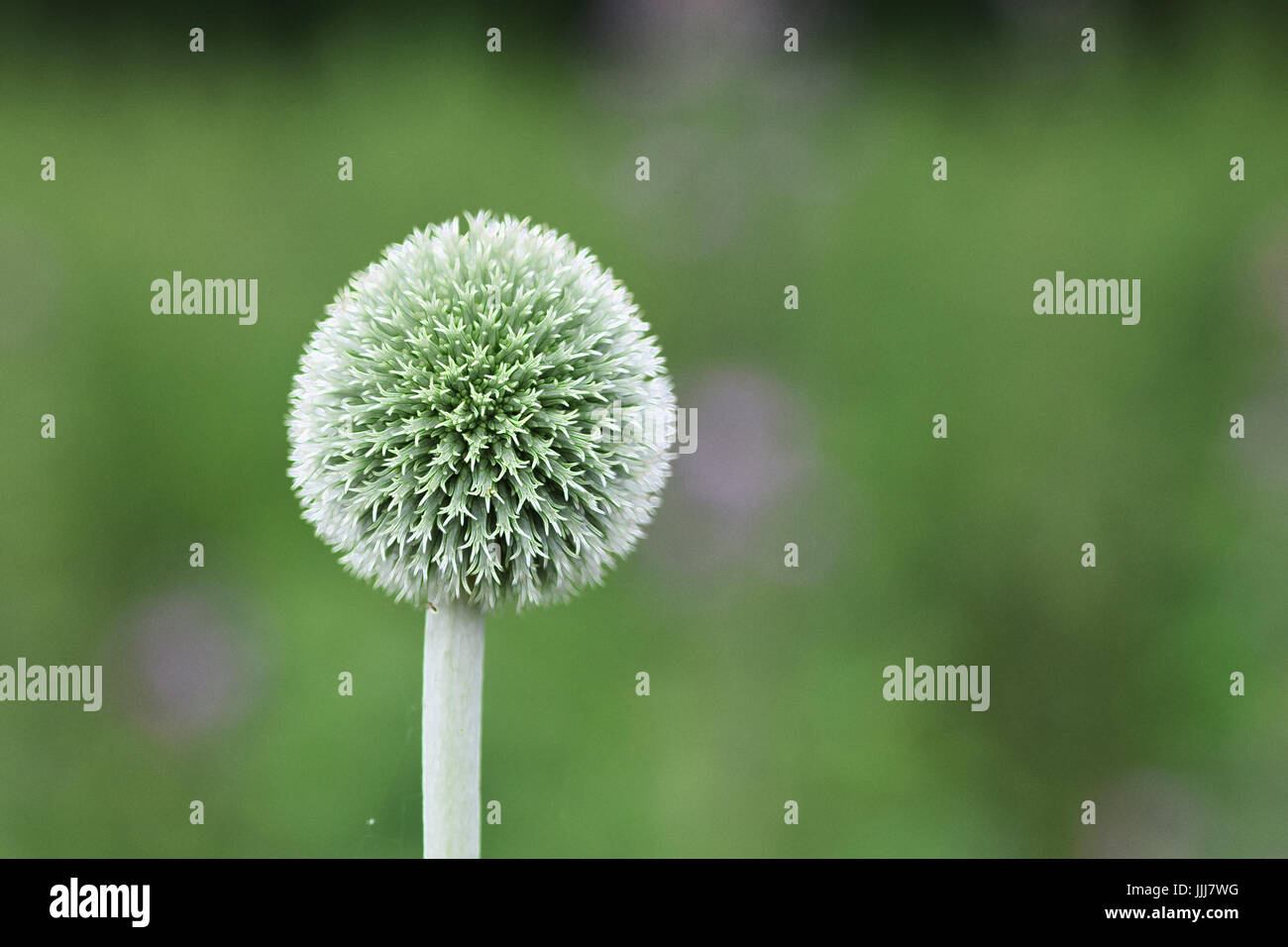Globe Thistle Flower echinops bannaticus albus in late spring early
