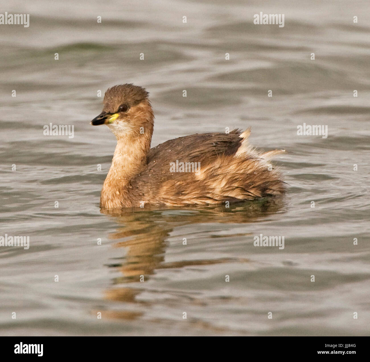 Little Grebe Mere Sands Wood, Ruford Stock Photo