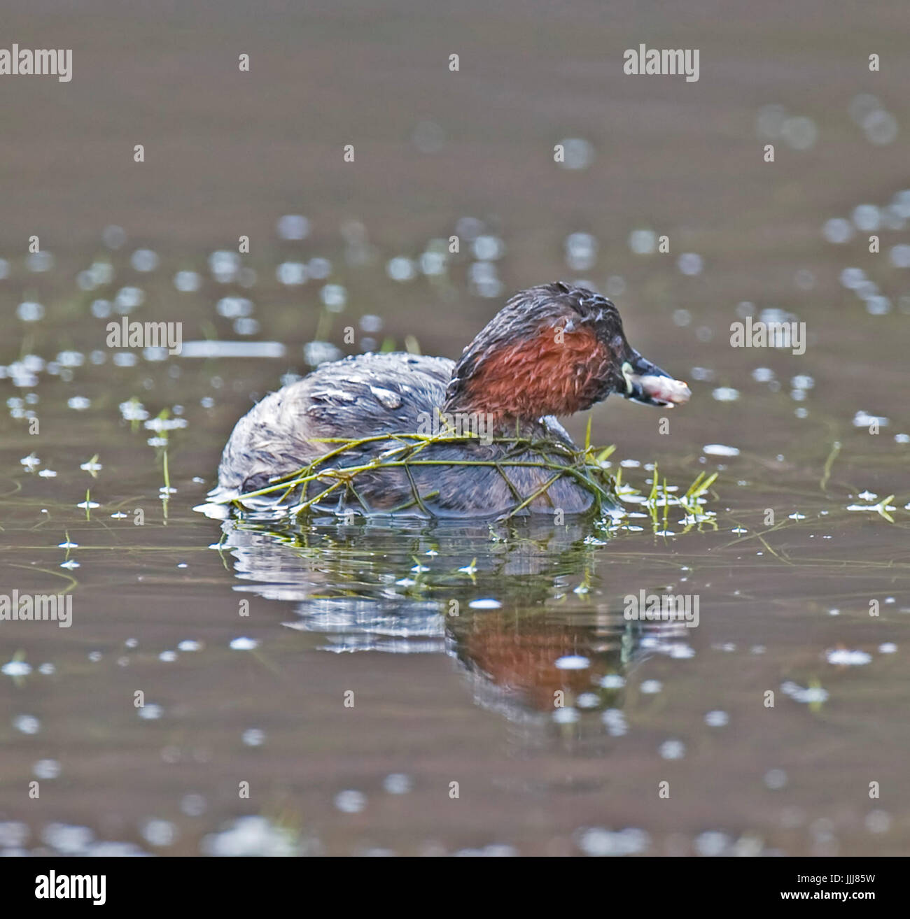 Little Grebe Mere Sands Wood, Ruford Stock Photo