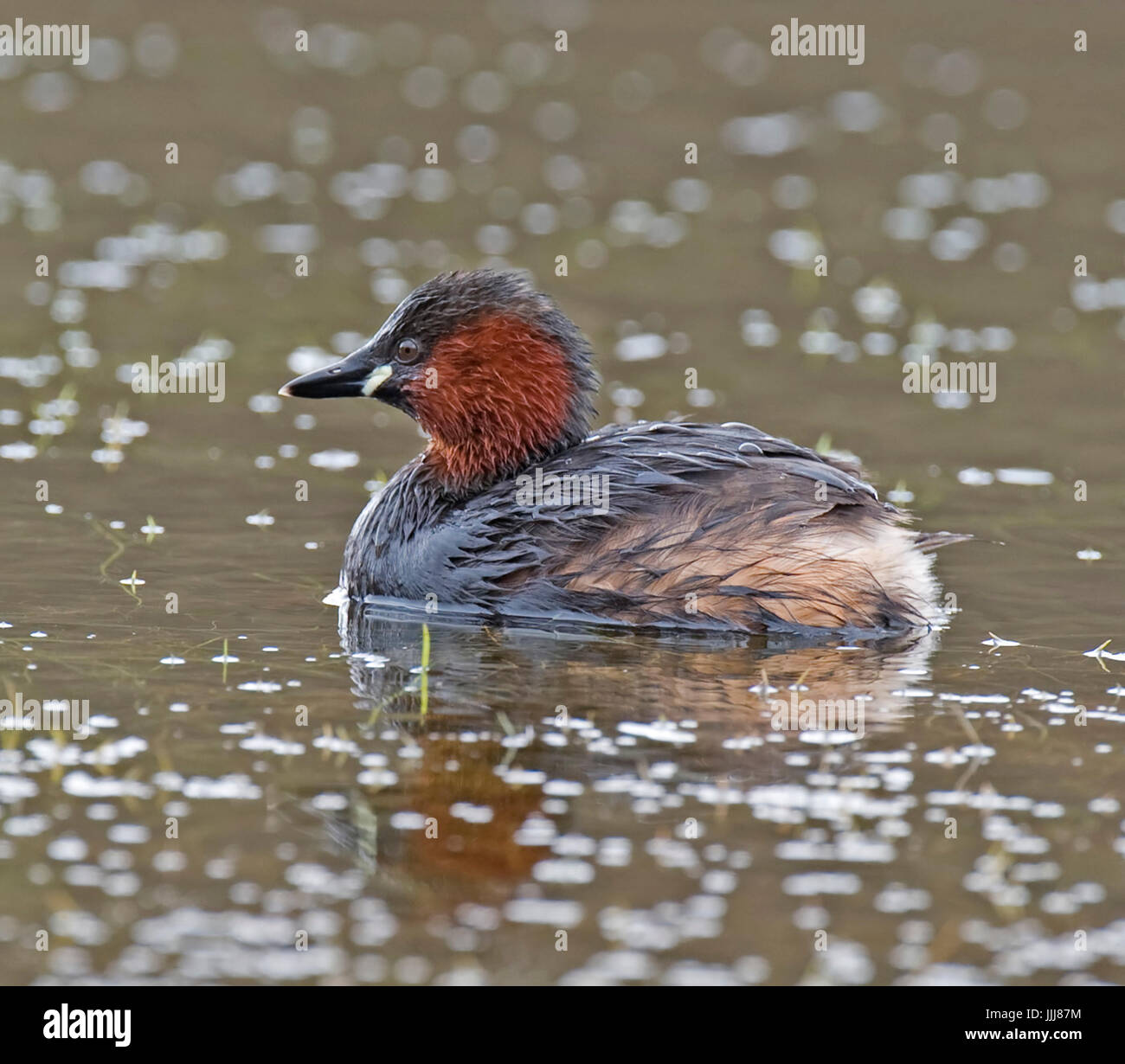 Little Grebe Mere Sands Wood, Ruford Stock Photo