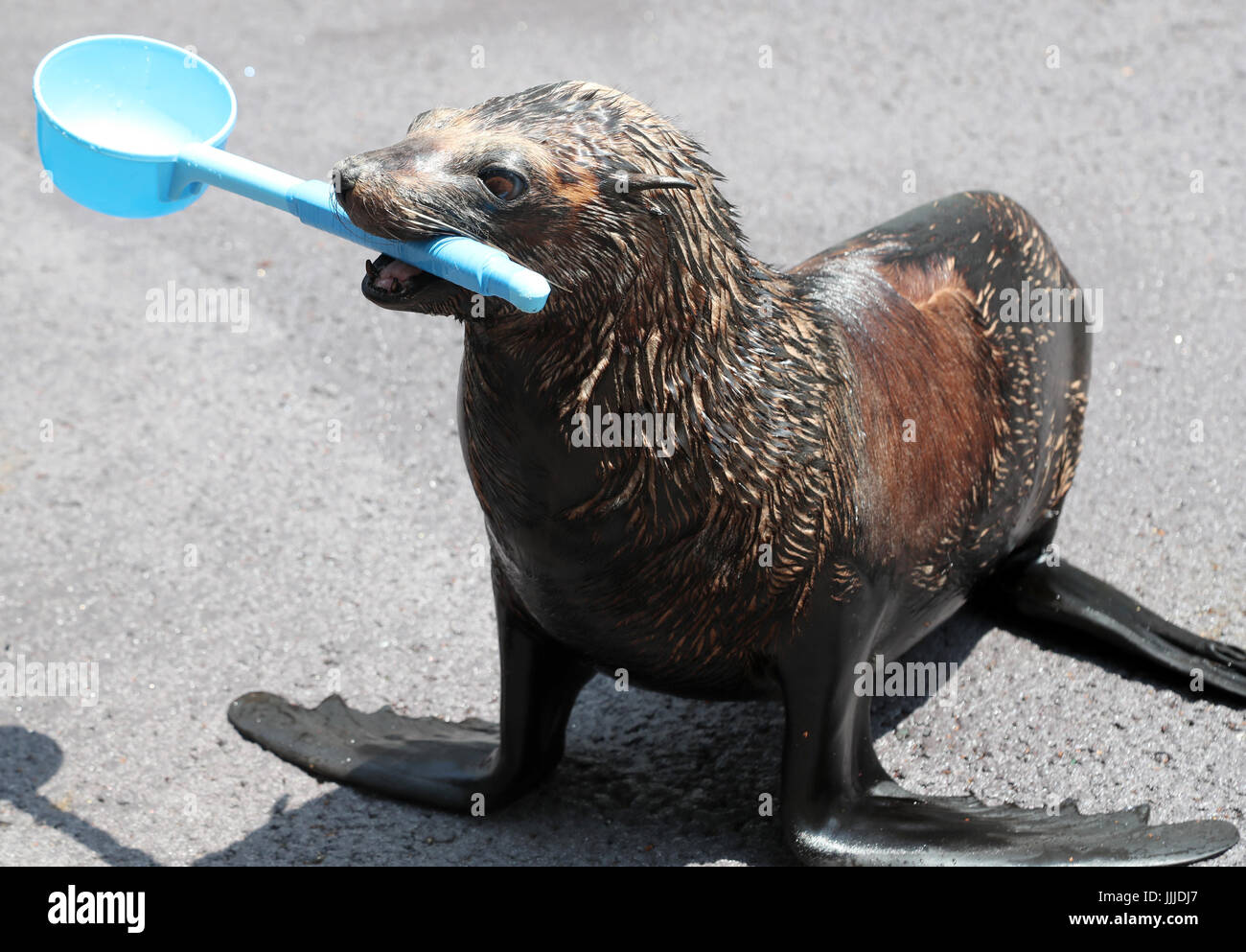 Tokyo, Japan. 20th July, 2017. 11-year-old female sea lion "Shakitto" uses a ladle to sprinkle water onto the pavement to cool down for the uchimizu event at the Aqua Park Shinagawa aquarium in Tokyo on Thursday, July 20, 2017. Tokyo's temperature soared over 32-degree Celsius as the rainy season has officially ended on July 19. Credit: Yoshio Tsunoda/AFLO/Alamy Live News Stock Photo