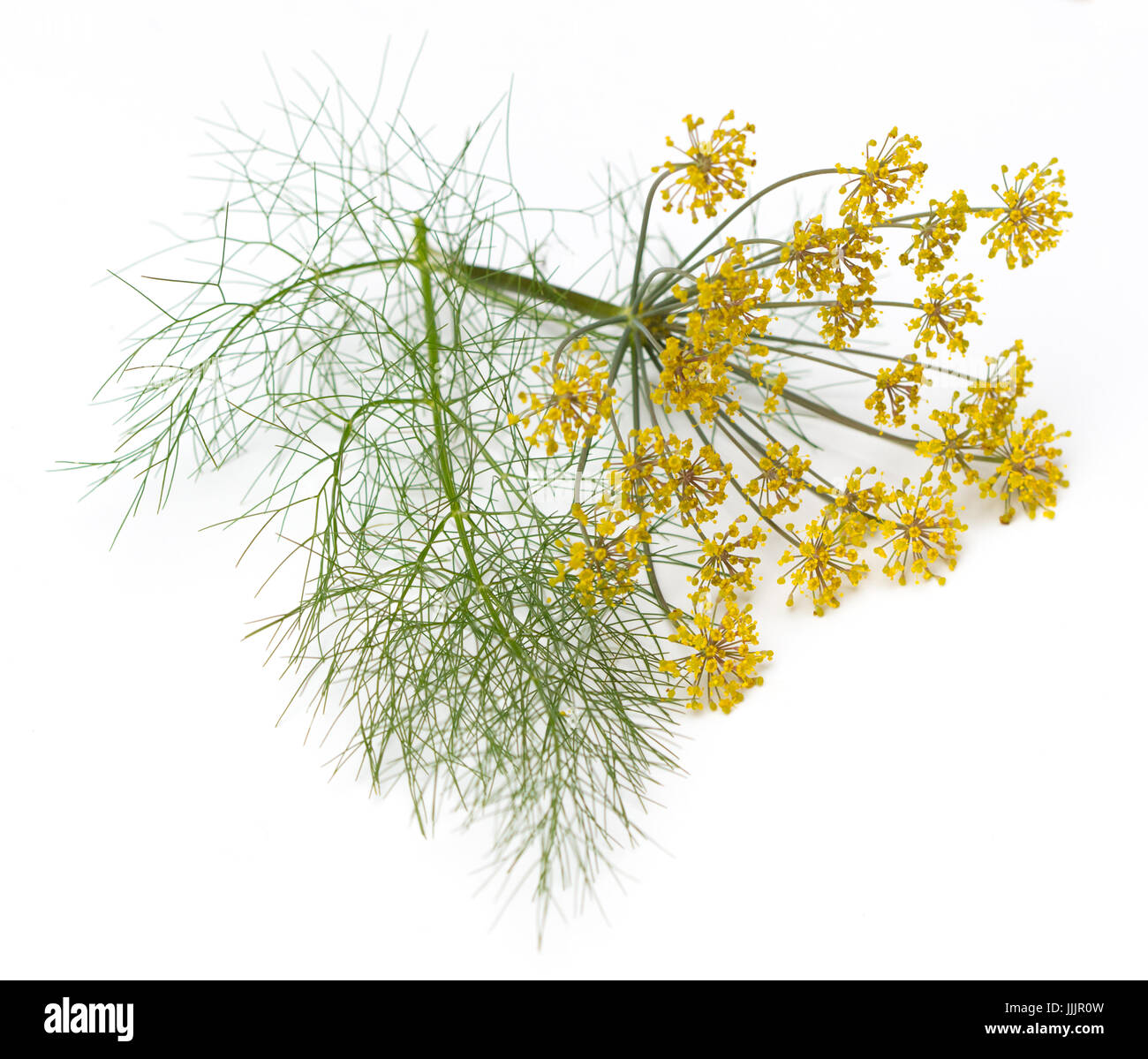 Fennel (Foeniculum vulgare) flowers and leaves isolated on a white