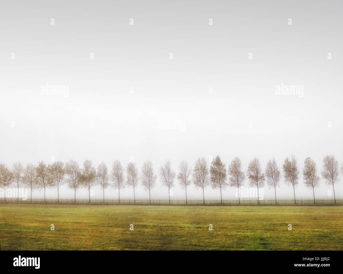 Serene scene, Line of trees, green grass, misty sky Stock Photo