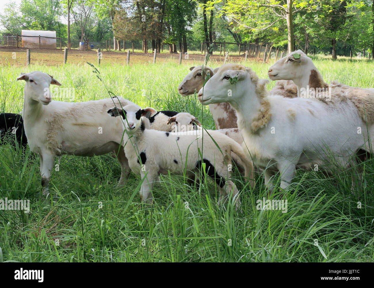 Sheep and Spring lambs on small farm, grassy field, family farm Stock Photo