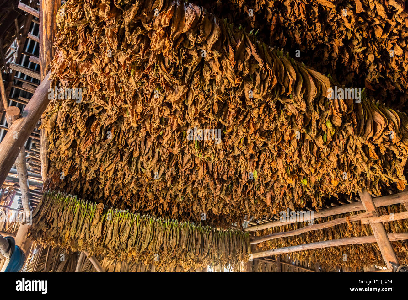 Tobacco uses for making cigars dries inside a barns in the Vinales Valley - VINALES, CUBA Stock Photo